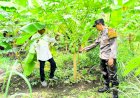 Personel-Polsek-Taman-Tinjau-Pekarangan-Pohon-Pisang-dan-Pepaya-Dukung-Ketahanan-Pangan