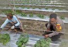 Bhabinkamtibmas-Desa-Wonoplintahan-Kunjungi-Lahan-P2B