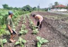 Sinergi-Polisi-dan-Petani-di-Desa-Jiken-Kelola-Tanaman-Sayuran