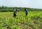 POLRESTA-SIDOARJO-|-Warga-Manfaatkan-Lahan-Kosong,-Bhabinkamtibmas-Desa-Kesambi-Dukung-Ketahanan-Pangan-Lewat-Penanaman-Jagung