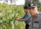 Kapolsek-Sedati-Masifkan-Patroli-Desa,-Dukung-Ketahanan-Pangan-Warga
