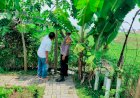 Polsek-Sukodono-Tinjau-Lahan-P2B,-Dukung-Ketahanan-Pangan-Lewat-Tanaman-Buah-dan-Sayur