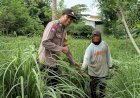 Bhabinkamtibmas-Desa-Sadang-Dukung-Ketahanan-Pangan-Polresta-Sidoarjo,-Bantu-Petani-Serai-dan-Jeruk