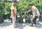Kapolsek-Tanggulangin-Dorong-Ketahanan-Pangan-Melalui-Sambang-Lahan-alpukat-di-Desa-Kedungbanteng