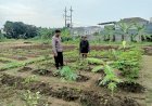 Polisi-Cek-Lahan-Sayur-Dukung-Ketahanan-Pangan