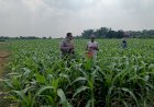 Bhabinkamtibmas-Desa-Segodobancang-Perkuat-Ketahanan-Pangan-Lokal