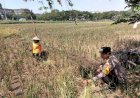 Polisi-Bantu-Warga-Sepanjang-Taman-Giatkan-Ketahanan-Pangan-Lewat-Penanaman-Padi