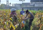 Dukung-Ketahanan-Pangan-Nasional:-Polresta-Malang-Kota-dan-Gapoktan-Panen-2,5-Ton-Jagung