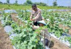 Polsek-Tarik-Monitoring-Ketahanan-Pangan-Petani-Melon-di-Desa-Gampingrowo