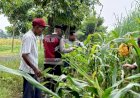 Polsek-Krian-Dukung-Ketahanan-Pangan-Lewat-Jagung