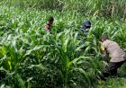 Polisi-Pantau-Lahan-Jagung-21-Hektare-di-Balongbendo