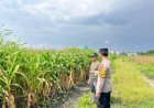 Polisi-Sambangi-Petani-Jagung-di-Sepanjang,-Hadirkan-Semangat-Baru-untuk-Ketahanan-Pangan