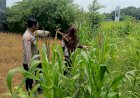 Polsek-Krembung-Apresiasi-Sekolah-Turut-Dukung-Ketahanan-Pangan-Melalui-Tanaman-Jagung
