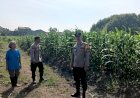 Polsek-Taman-Pantau-Lahan-Jagung,-Perkuat-Ketahanan-Pangan-di-Sidoarjo