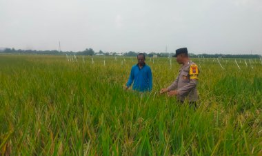 Bhabinkamtibmas-Desa-Pertapan-Maduretno-Taman-Cek-Sawah-Padi-Warga-Dukung-Ketahanan-Pangan