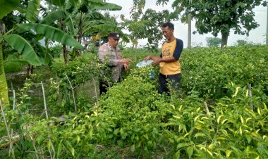 Bhabinkamtibmas-Desa-Pangkemiri-Tinjau-Kebun-Sayur-Warga-dalam-Rangka-Ketahanan-Pangan