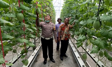 Terobosan-Ketahanan-Pangan,-Kelompok-Tani-di-Kecamatan-Tarik-Kembangkan-Melon-Hidroponik