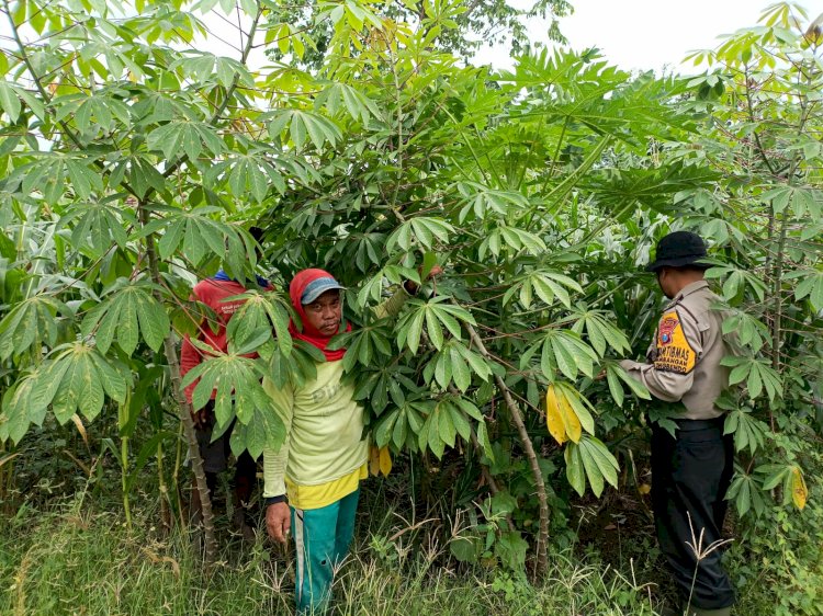 Kanit Binmas Polsek Krembung Apresiasi Warga Panen Ikan Gurami