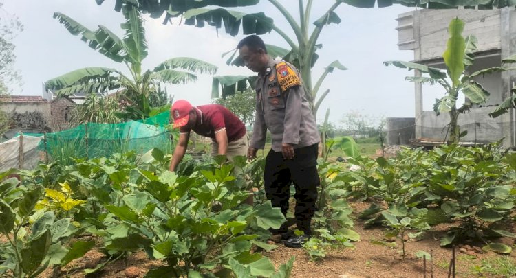 Polsek Tanggulangin Tinjau Pekarangan Pangan Bergizi di Desa Sentul