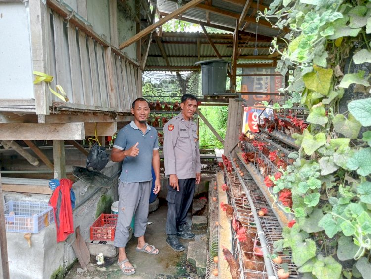Bhabinkamtibmas Tulangan Tinjau Peternakan Unggas, Pastikan Ketahanan Pangan Berjalan Optimal