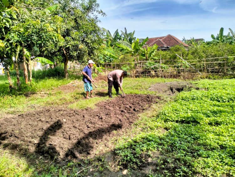 Bhabinkamtibmas Desa Jiken Cek Perkembangan Program Ketahanan Pangan Tanaman Sayuran