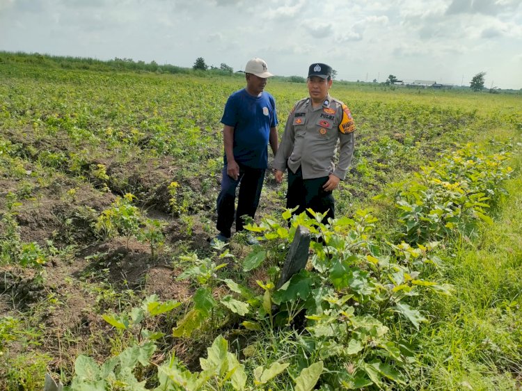 Bhabinkamtibmas Desa Cangkring Tinjau Perkembangan Tanaman Cabai Demi Ketahanan Pangan