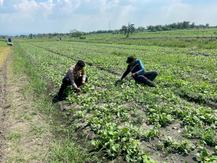 Kanit Binmas Polsek Krembung Tinjau Lahan P2B Dukung Program Ketahanan Pangan