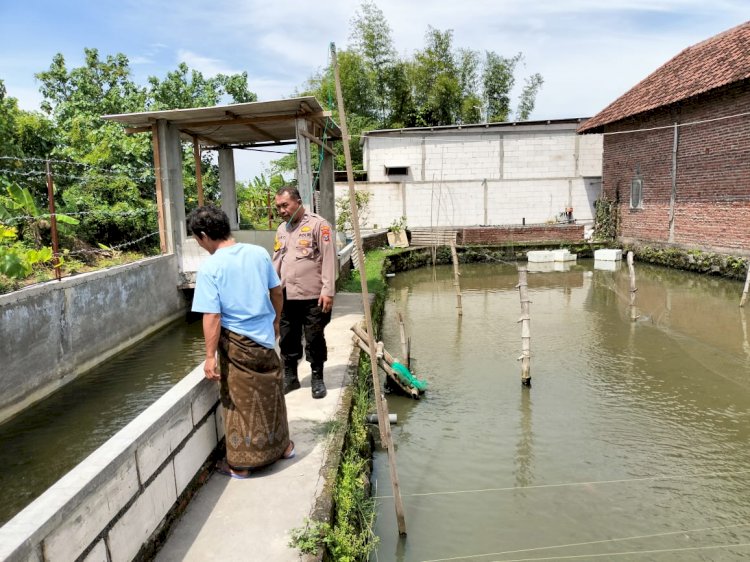 Bhabinkamtibmas Tinjau Ketahanan Pangan di Kolam Ikan Nila Milik Warga Desa Wunut Porong