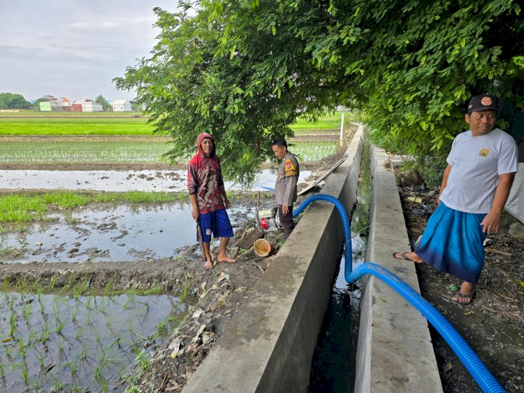 Bhabinkamtibmas Damarsi Dampingi Petani Tanam Bibit Padi Unggul, Dukung Ketahanan Pangan