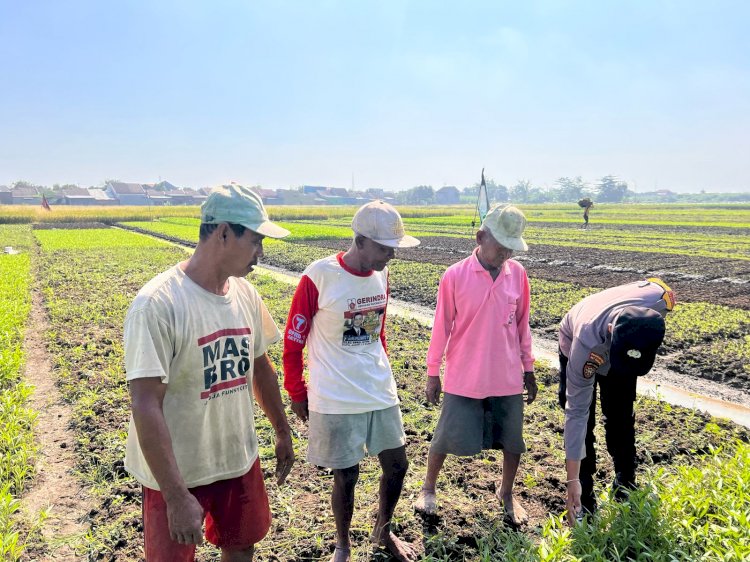 Optimalkan Perawatan Tanaman Sayur di Desa Lemujut, Dukung Ketahanan Pangan Lokal