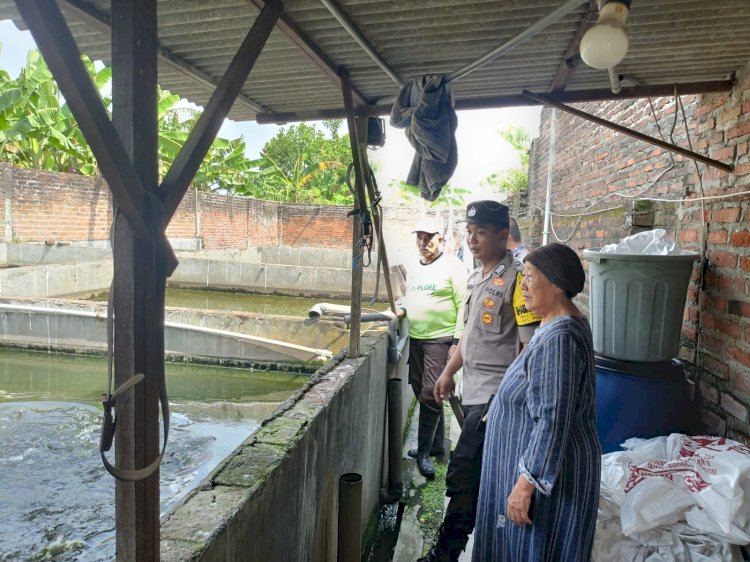 Warga Pamotan Porong Manfaatkan Lahan Kosong untuk Budidaya Ikan Lele, Dukung Ketahanan Pangan