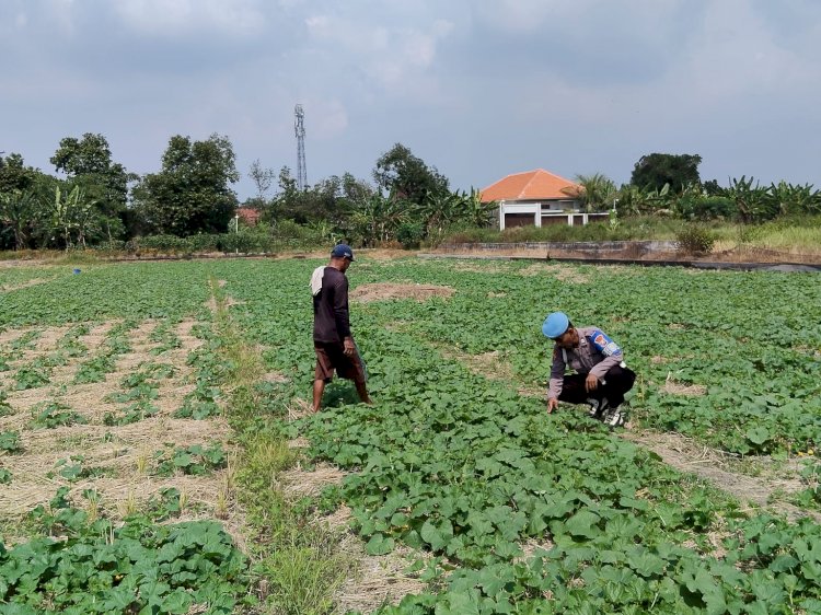 Bhabinkamtibmas Cek Ketahanan Pangan Polresta Sidoarjo, Dorong Produktifitas Hasil Mentimun di Pekarangan Warga Kesambi