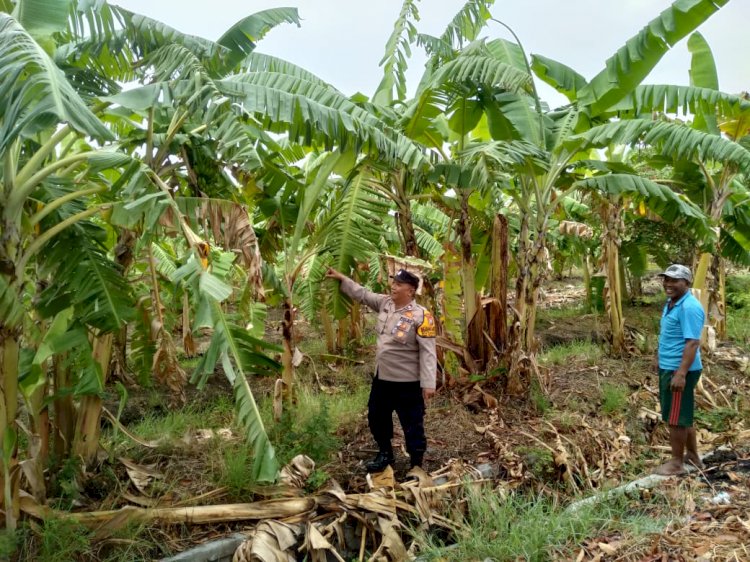 Dukung Ketahanan Pangan, Bhabinkamtibmas Cek Lahan P2B Bumdes Pangkemiri Tulangan