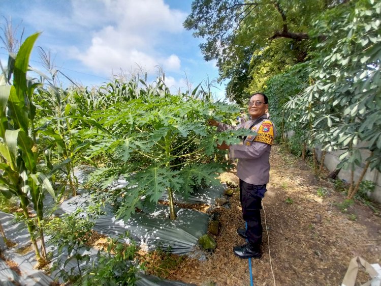 Antisipasi Curah Hujan Tinggi, Bhabinkamtibmas Polsek Sidoarjo Kota Pantau Lahan Ketahanan Pangan di Sidokare