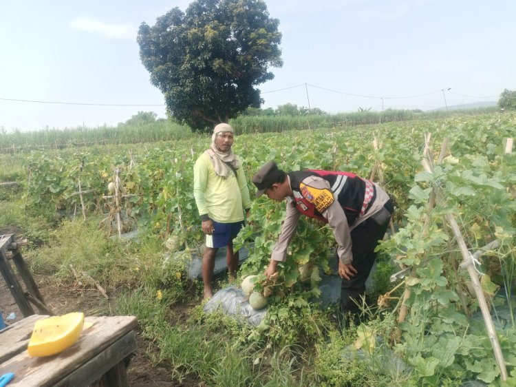 Pengecekan Ketahanan Pangan, Polsek Porong Dorong Budidaya Melon