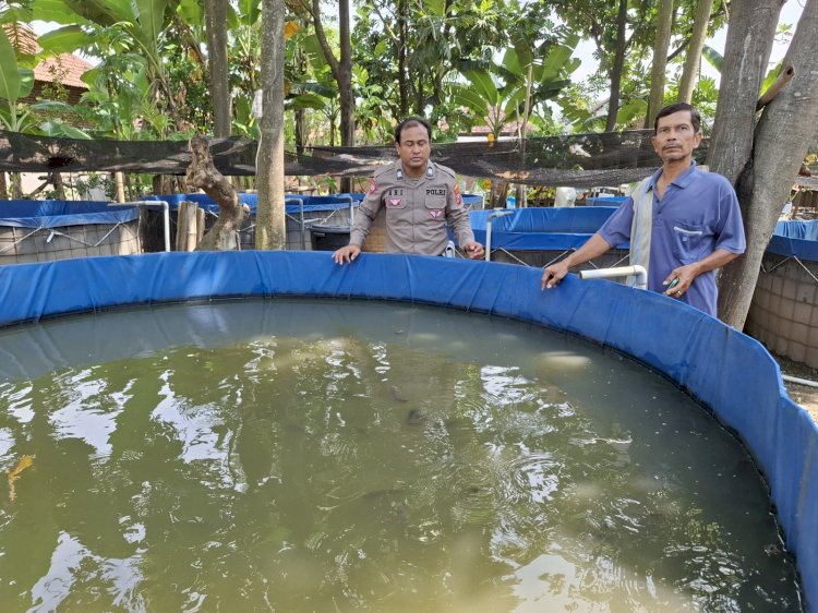 Polsek Wonoayu Apresiasi Perkembangan Budidaya Lele untuk Topang Ketahanan Pangan