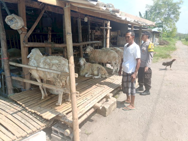 Polsek Porong Tinjau Ternak Kurban Dukung Ketahanan Pangan