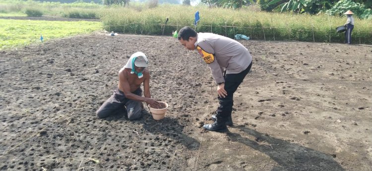 Polsek Tarik Gencarkan Patroli Ketahanan Pangan Perkebunan Jagung