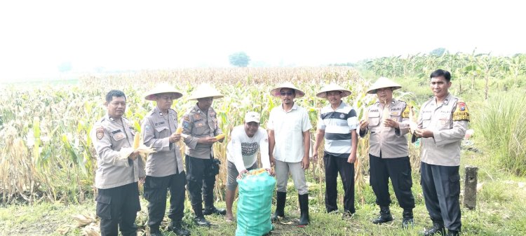 Polsek Tulangan dan Petani Gelar Panen Jagung di Lahan Produktif Desa Pangkemiri