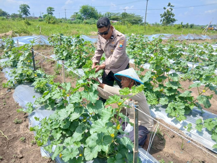 Polsek Tarik Monitoring Ketahanan Pangan Petani Melon di Desa Gampingrowo