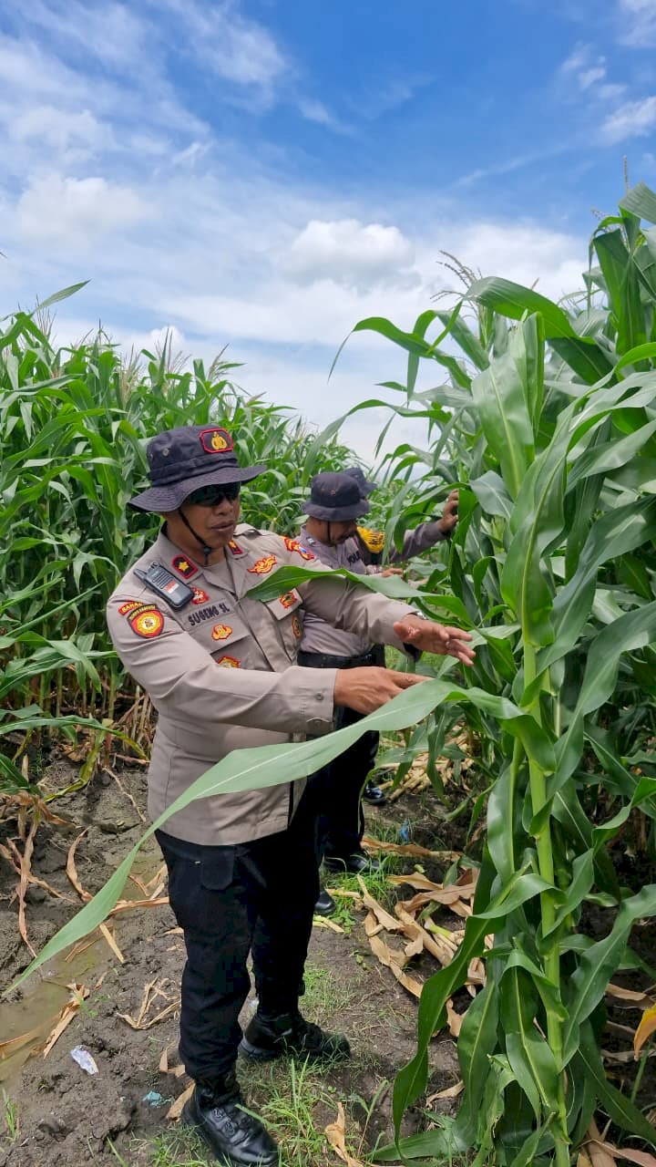 Sinergitas Dukung Ketahanan Pangan Melalui Tanam Jagung di Desa Seduri