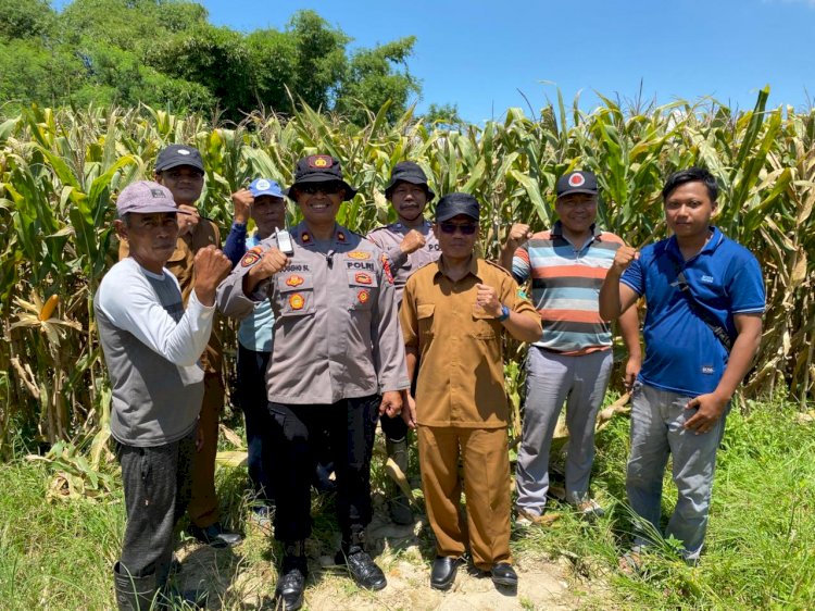 Polsek Balongbendo Intensifkan Pengelolaan Ketahanan Pangan Jagung Hibrida