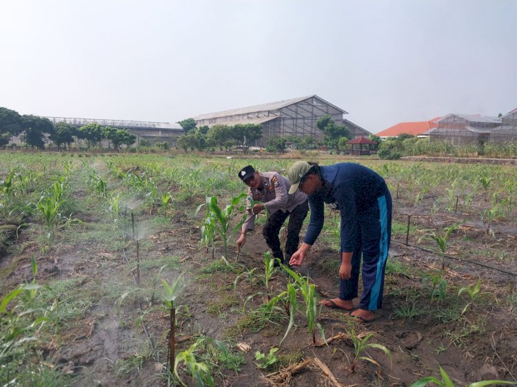 Polsek Sidoarjo Kota Patroli Lahan Jagung, Dukung Program Ketahanan Pangan