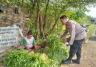 Dukung-Ketahanan-Pangan,-Polisi-Bantu-Petani-Kangkung-di-Desa-Jiken-Siapkan-Distribusi-ke-Pasar