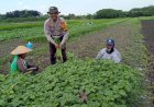 Bhabinkamtibmas-Kalidawir-Dorong-Swasembada-Pangan-Melalui-Program-Ketahanan-Pangan-Pekarangan-Bergizi