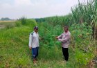 Polisi-Ajak-Warga-Gagang-Kepuhsari-Balongbendo-Kelola-Lahan-Kosong-di-Tanami-Sayuran