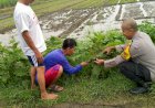 Implementasi-Ketahanan-Pangan,-Bhabinkamtibmas-Desa-Kemantren-Tinjau-Lahan-Pertanian-Terong