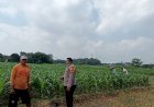 Implementasi-Ketahanan-Pangan,-Polsek-Tarik-Gencarkan-Sambang-Desa