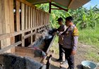 Anggota-Polsek-Tulangan-Pantau-Peternakan-Kambing-untuk-Ketahanan-Pangan-Bergizi