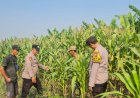 Dari-Desa-Durungbedug,-Polsek-Candi-Kawal-Tumbuhnya-Jagung-Demi-Wujudkan-Swasembada-Pangan-Nasional